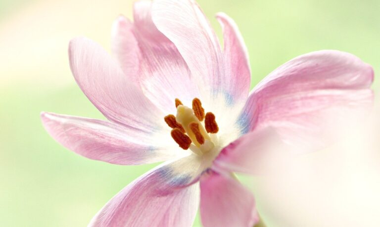 Photo by ignartonosbg flower, pistils, flower background