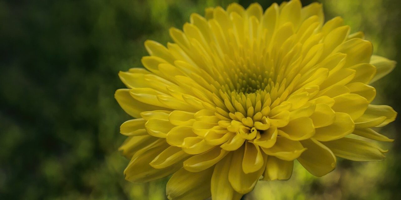 chrysanthemum, beautiful flowers, flower