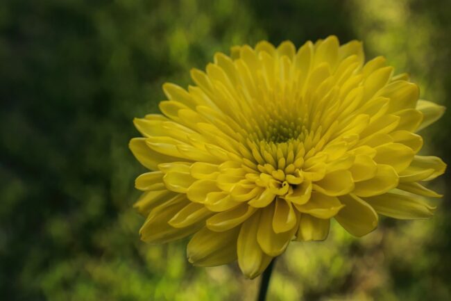 chrysanthemum, beautiful flowers, flower