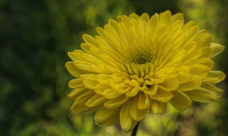 Photo by Ray_Shrewsberry chrysanthemum, beautiful flowers, flower