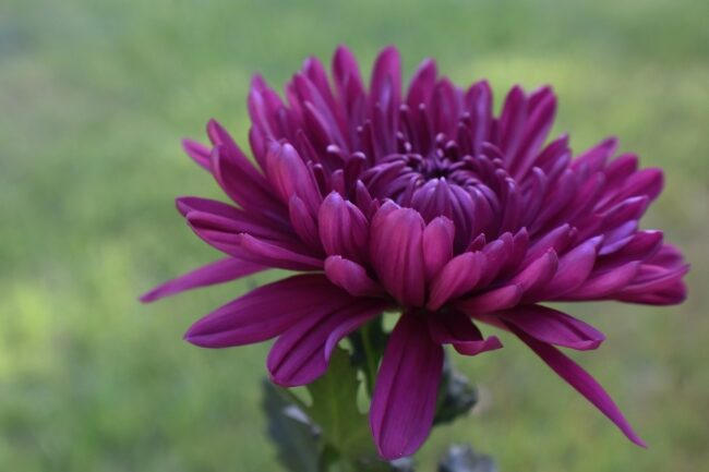 chrysanthemum, free background, cool backgrounds