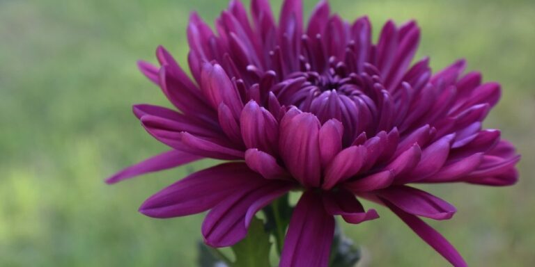 Photo by Ray_Shrewsberry chrysanthemum, free background, cool backgrounds