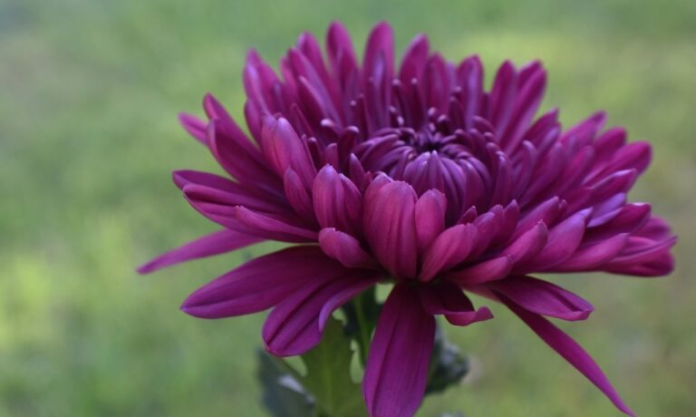 Photo by Ray_Shrewsberry chrysanthemum, free background, cool backgrounds