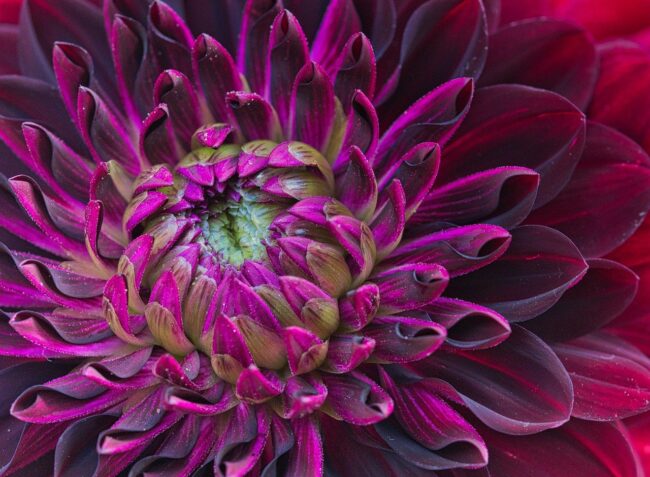 dahlia, purple dahlia, flower