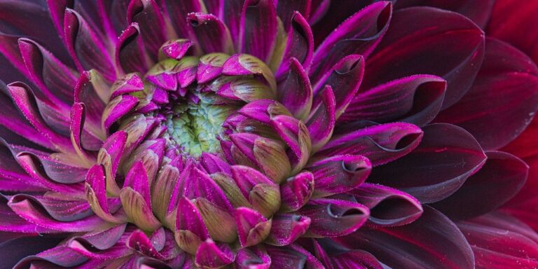 Photo by HeiKiwi dahlia, purple dahlia, flower