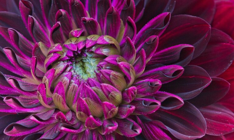 Photo by HeiKiwi dahlia, purple dahlia, flower