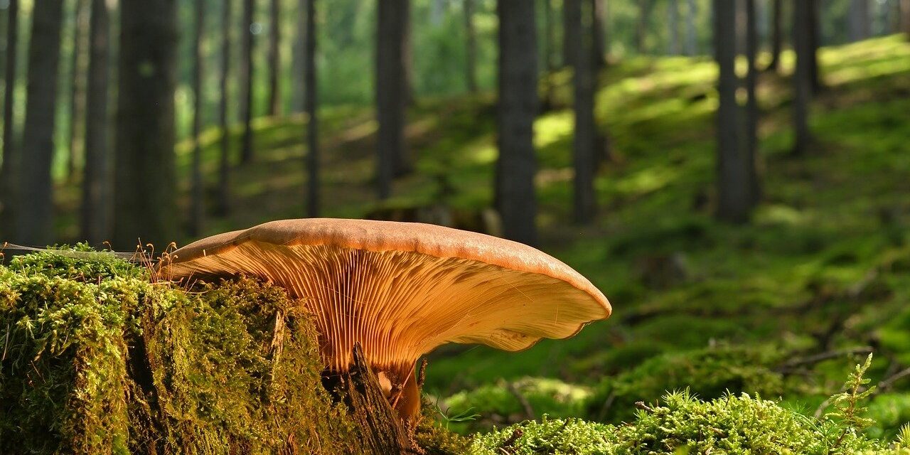 mushroom, tree stump, moss
