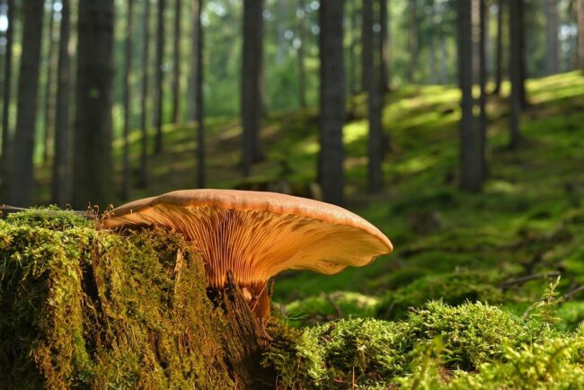 mushroom, tree stump, moss