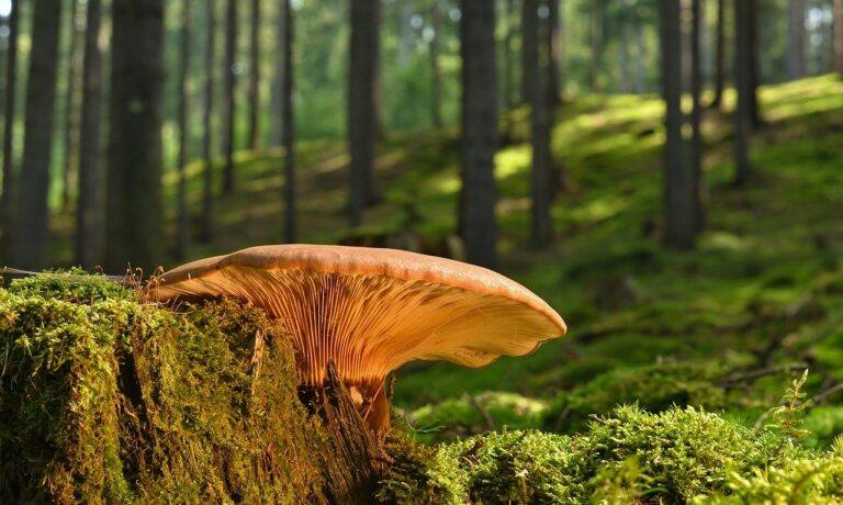 Photo by jggrz mushroom, tree stump, moss