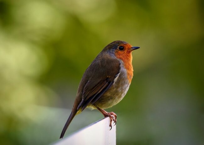 bird, robin redbreast, robin