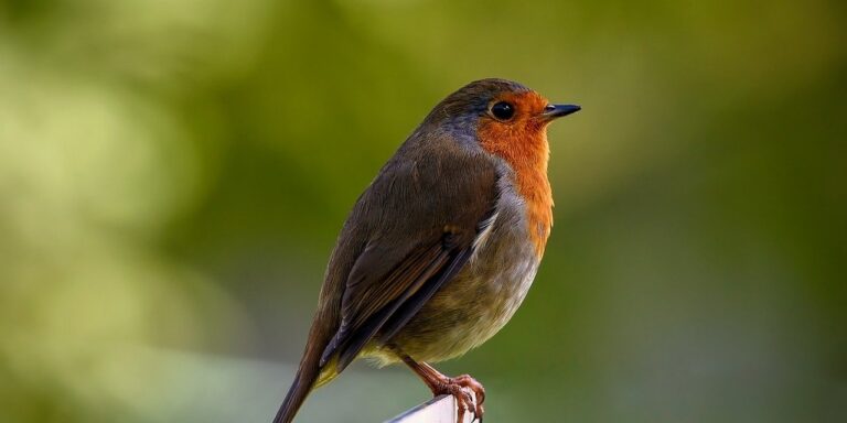 Photo by ambquinn bird, robin redbreast, robin