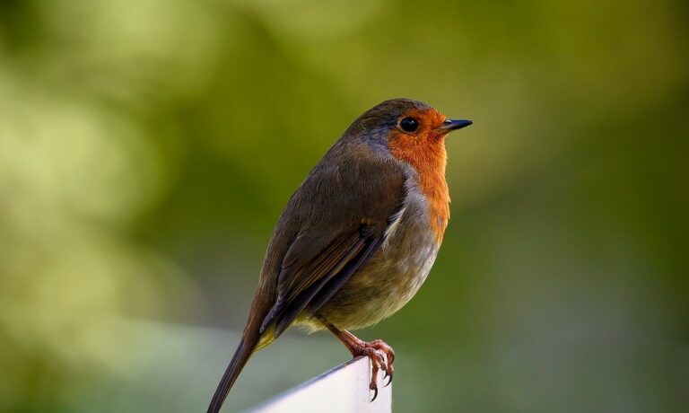 Photo by ambquinn bird, robin redbreast, robin