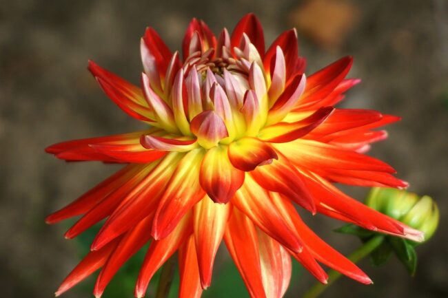 dahlia, flower, plant