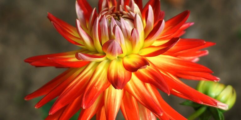 Photo by Nowaja dahlia, flower, plant