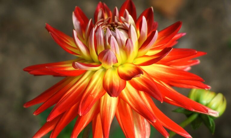 Photo by Nowaja dahlia, flower, plant