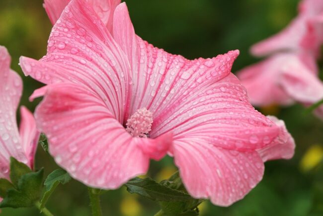 flower, mallow, pink petals