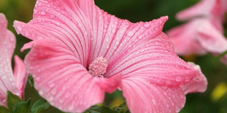 Photo by Nowaja flower, mallow, pink petals