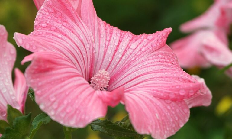 Photo by Nowaja flower, mallow, pink petals