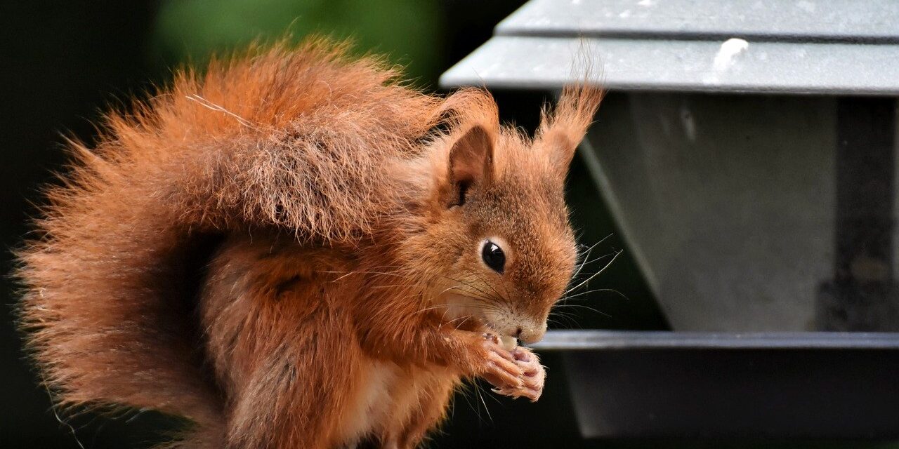 squirrel, rodent, animal