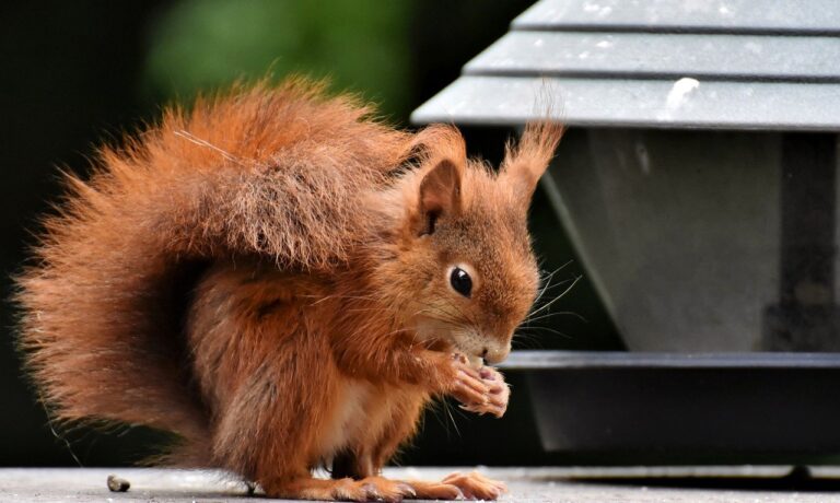 Photo by Ralphs_Fotos squirrel, rodent, animal