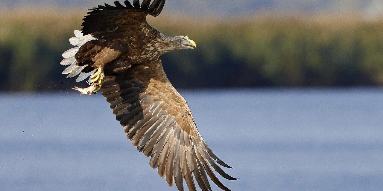 eagle, bird, white-tailed eagle