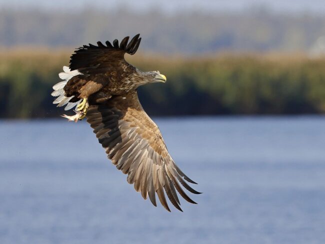 Photo by sharkolot eagle, bird, white-tailed eagle