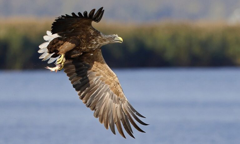 Photo by sharkolot eagle, bird, white-tailed eagle