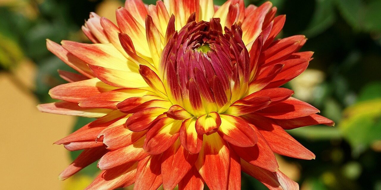 dahlia, flower, plant