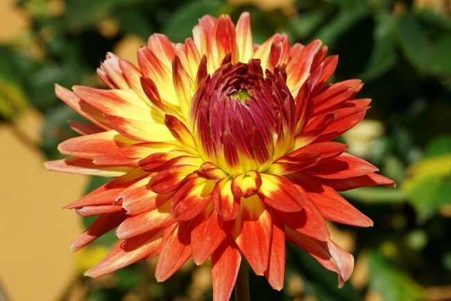 dahlia, flower, plant