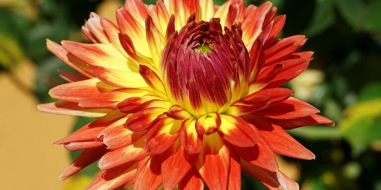 Photo by Nowaja dahlia, flower, plant