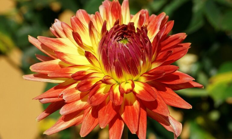 Photo by Nowaja dahlia, flower, plant