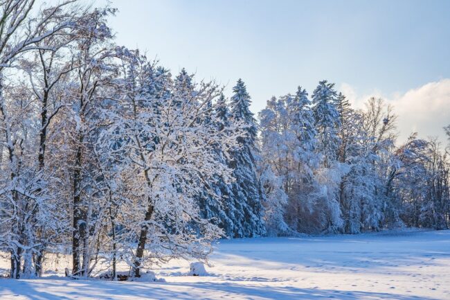 winter, trees, snow