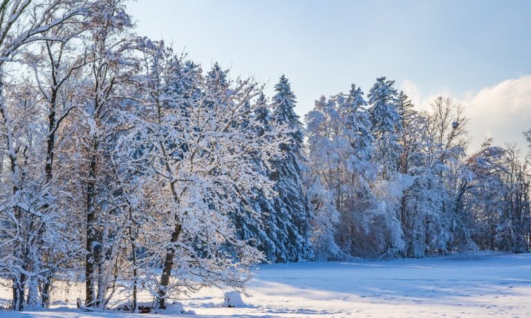 Photo by ChiemSeherin winter, trees, snow