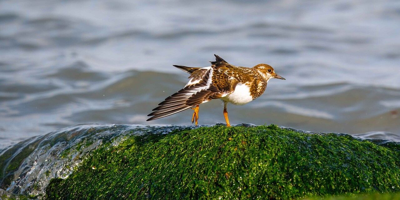 bird, wings, turnstone