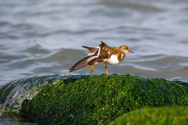 bird, wings, turnstone