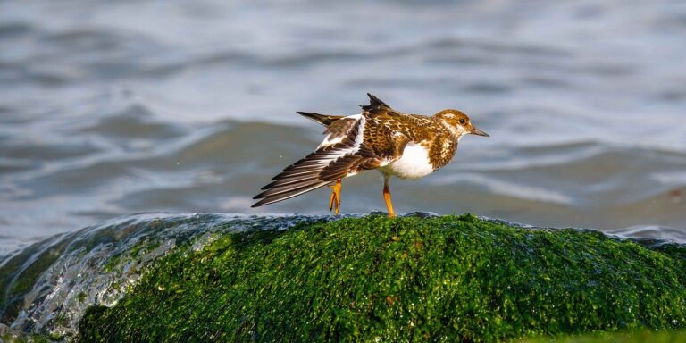 Photo by fotoblend bird, wings, turnstone