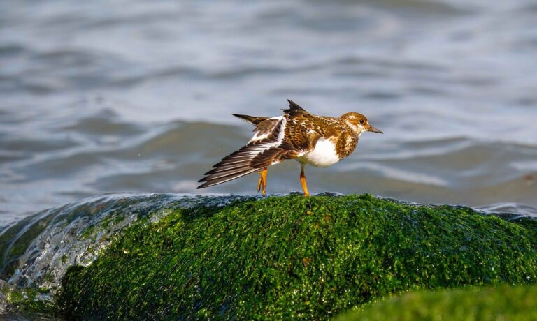 Photo by fotoblend bird, wings, turnstone