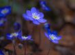 liverflower, forest flower, anemone