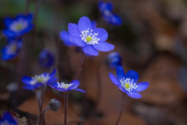 liverflower, forest flower, anemone