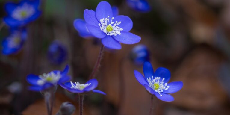 Photo by ChiemSeherin liverflower, forest flower, anemone