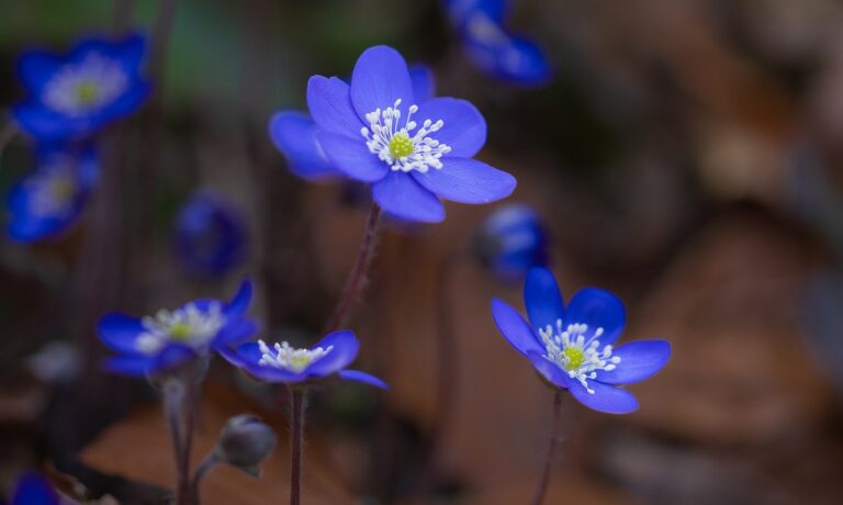 Photo by ChiemSeherin liverflower, forest flower, anemone