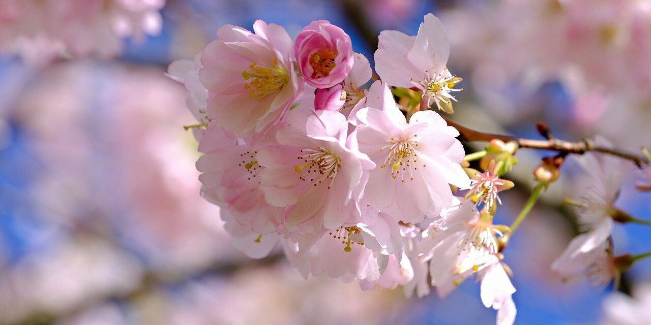 blossoms, cherry blossoms, pink