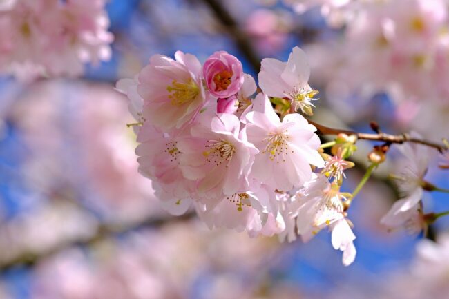 blossoms, cherry blossoms, pink