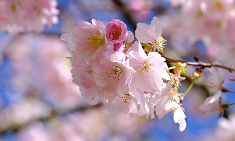 Photo by NickyPe blossoms, cherry blossoms, pink