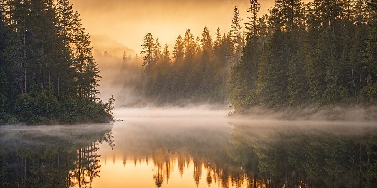 trees, lake, sunrise
