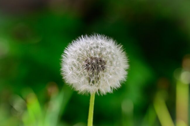 dandelion, flower, plant