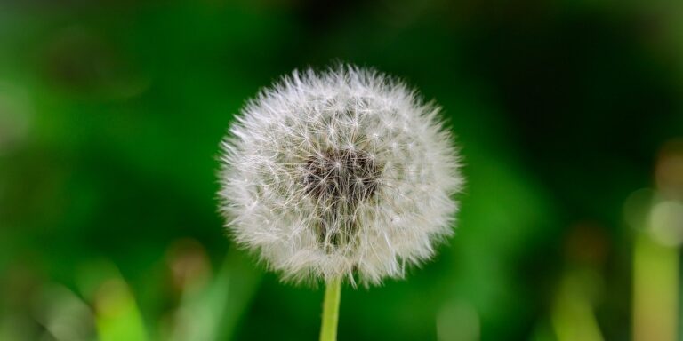 Photo by ArminEP dandelion, flower, plant