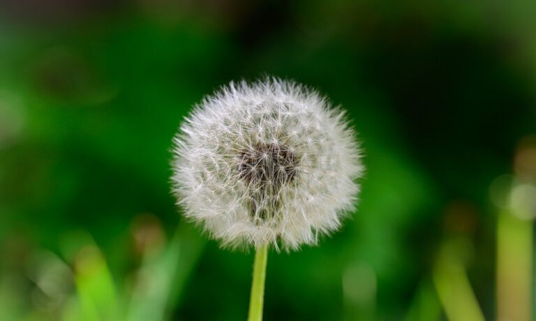 Photo by ArminEP dandelion, flower, plant