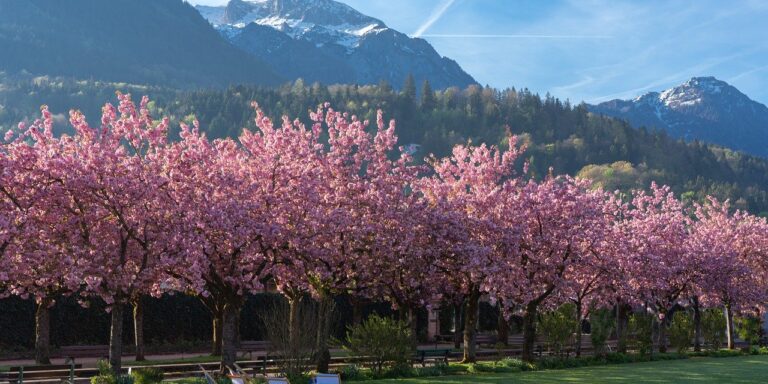 Photo by ChiemSeherin cherry trees, trees, cherry blossoms