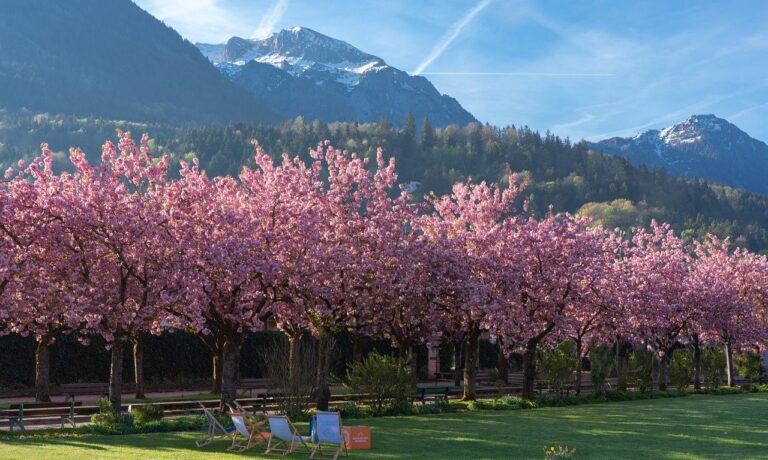 Photo by ChiemSeherin cherry trees, trees, cherry blossoms